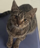 迪尤克（DIYOUKE）全价猫粮 幼猫成猫通用猫干粮 低盐鲜肉美毛 鱼肉味猫粮10kg 实拍图