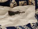 劉閣蘭花七彩香水石斛兰花冬带花苞好养绿植浓香型石斛花卉盆栽绿植驱蚊 8苗连体七彩石斛当年开花配水培盆 实拍图