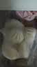 广州酒家鲜汁大肉包390g*2袋 12个 早餐半成品小笼包包子速食早茶面点生鲜 实拍图