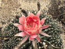 ubrasA类棉7A抗菌裆纯棉加长底裆透气舒适内裤女士中腰三条装 M 实拍图