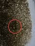龟真寿乌龟蛋孵化套装爬宠种龟蛋孵化器无菌蛭石300g（不含龟蛋）孵化箱 实拍图