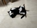 冠能猫粮室内成猫猫粮2.5kg 全价猫粮 添加膳食纤维 控制毛球 实拍图