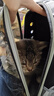 licheers猫包外出大号宠物背包便携太空舱猫笼双肩透气大容量猫咪书包 实拍图