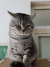 醇粹优鲜高鲜肉猫粮10斤全价冻干成猫幼猫鲜鸡鸭肉增肥长肉肠胃粮5kg 实拍图