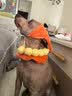 普安特宠物狗狗驱虫药犬体内外同驱跳蚤犬虱非泼罗尼爱滴克+内驱 实拍图