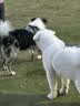 网易严选犬粮全价三拼鸭肉梨狗粮冻干 清火美毛补水去泪痕 泰迪比熊10kg 实拍图