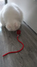 【京东快递】猫咪玩具自嗨解闷智能逗猫球自动逗猫遛猫遛狗突突球 奢华版【带绳款宠物球】 实拍图