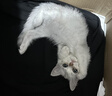 KimPets猫咪航空箱猫包外出便携猫笼子猫箱狗狗托运箱车载狗笼宠物太空舱 蒂安绿M 20斤内猫犬 【加厚耐磨】 送隔尿底板 实拍图