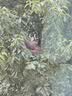 ubras虞书欣同款无尺码免拆胸垫背心式内衣女无痕无钢圈聚拢文胸 实拍图