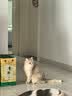 诚实一口P40全价猫粮成猫幼猫室内外80%鲜肉高蛋白长肉美毛鸡鱼味12kg 实拍图