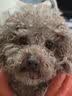 比瑞吉狗粮优选系列小型犬老年犬粮党参枸杞草本冻干狗粮2kg7岁+ 实拍图