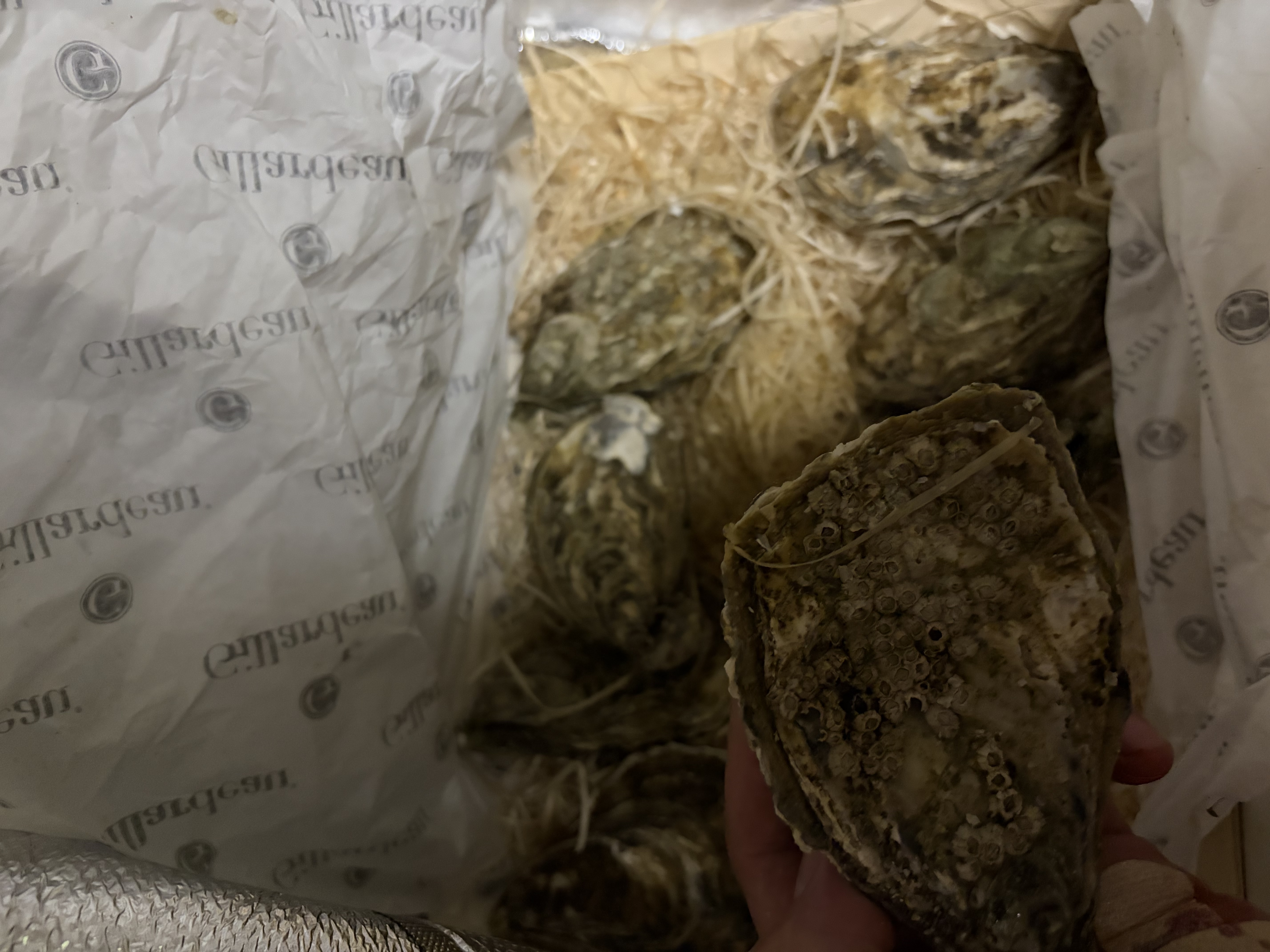 吉娜朵鲜活法国进口活体生蚝12只N0/N1/N4 生鲜牡蛎 即食刺身 源头直发 12N1 实拍图