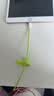 品胜苹果数据线USB to Lightning充电线快充 适用iPhone14Pro/13/12/XR/11/8手机ipad平板车载编织绿 实拍图