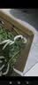 沃绣 蚕宝宝当天发货 活蚕宝宝蚕卵小蚕彩色蚕新鲜桑叶学生养蚕套装 1龄小蚕10条+小盒+桑叶 实拍图