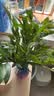 花行榜驱蚊竹柏水培驱蚊植物盆栽办公室桌面花卉水养办公室绿植源头直发 实拍图