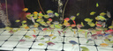 多芬沐浴露沐浴乳套装深层730g+樱花730g 锁水保湿 滋润留香 实拍图
