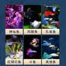 宠翰小型鱼上浮饲料孔雀鱼凤尾鱼红绿灯斗鱼观赏鱼热带鱼鱼粮190g 实拍图