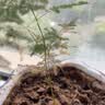 文竹盆栽绿植花卉盆景植物室内客厅水培文松云竹文竹大苗四季常青 小文竹【1颗】原盆原土球发货 高度15-25cm 实拍图