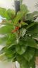 花财主天堂鸟盆栽办公室大型绿植客厅鸭脚木植物家用吸甲醛净化空气好养 绿萝柱1.4-1.5米【圆柱盆】 实拍图