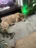 宠德多狗狗嘴套狗嘴罩中型犬大型犬辅助减少狗咬狗叫外出捡食宠物用品 咖啡色（物流较快） L-大型（50斤-90斤） 实拍图