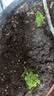 行湘多肉植物组合小盆栽办公室桌面仙人掌仙人球水培绿植花卉源头直发 实拍图