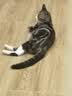 憨憨乐园猫梳子梳毛专用开结去浮毛神器密齿狗狗宠物猫咪排梳子 密齿款 实拍图