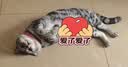 耐威克全价鲜肉猫粮 专系列美毛猫专用粮2.5kg 成猫幼猫靓丽毛发天然粮 实拍图