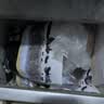 精气神 国产无抗山黑猪五花肉块400g 冷冻去皮五花肉 生鲜猪肉烧烤 实拍图