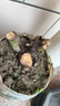 玫瑰花苗老桩绿植物盆栽月季蔷薇老根室内外阳台庭院特大花卉四季 31卡罗拉（老桩苗四季开花） 实拍图
