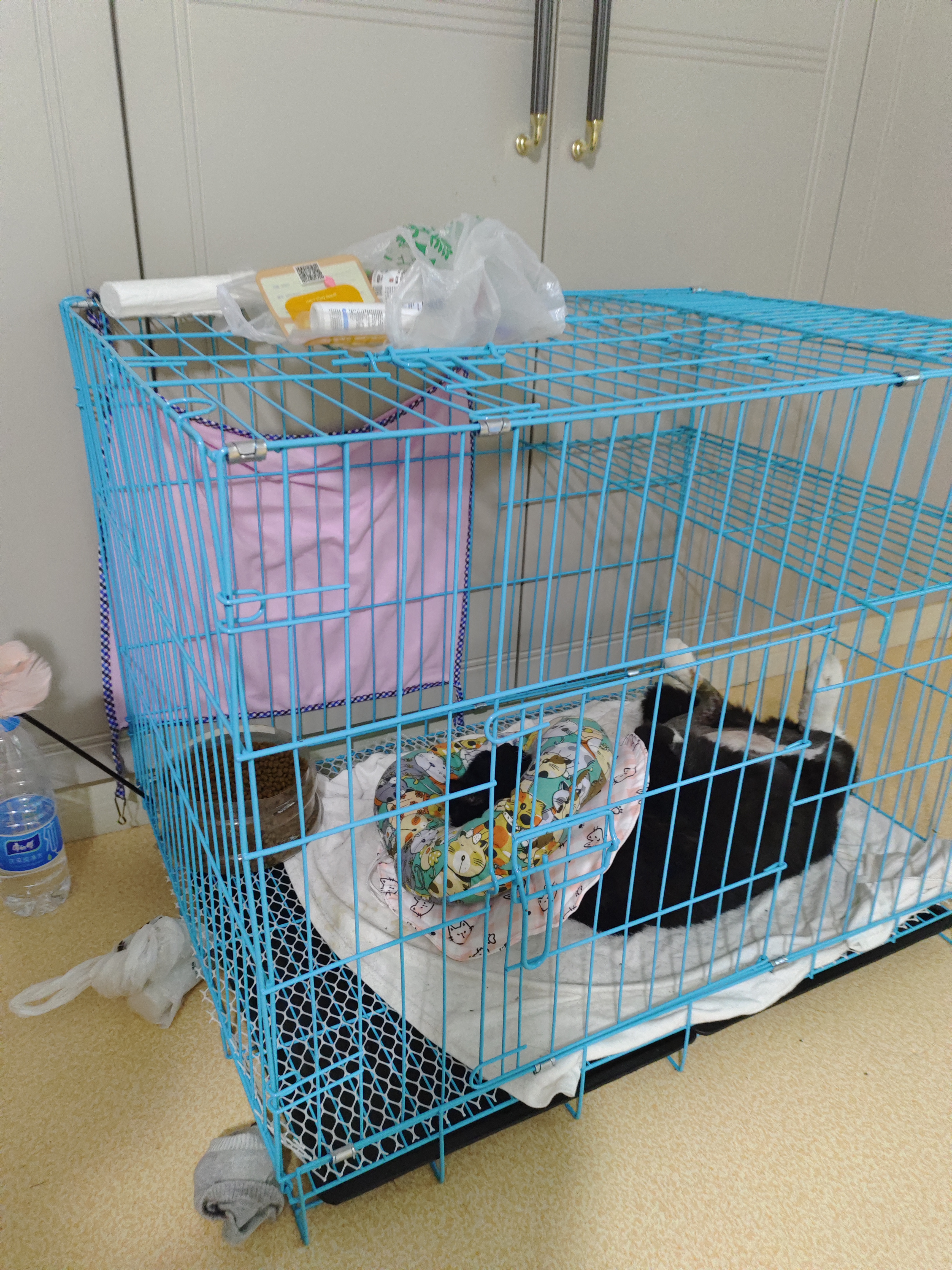 憨憨宠猫笼折叠猫笼子大号猫别墅加粗加密双层猫舍猫窝宠物猫咪用品家用 蓝色 700双层 实拍图