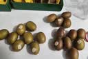 佳沛（zespri）新西兰阳光金果4粒装单果约103-114g 猕猴桃新鲜水果源头直发 实拍图