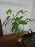 漫生活16L营养土通用赠2肥2种子花土有机土通用种花土壤种菜种植土养花 实拍图