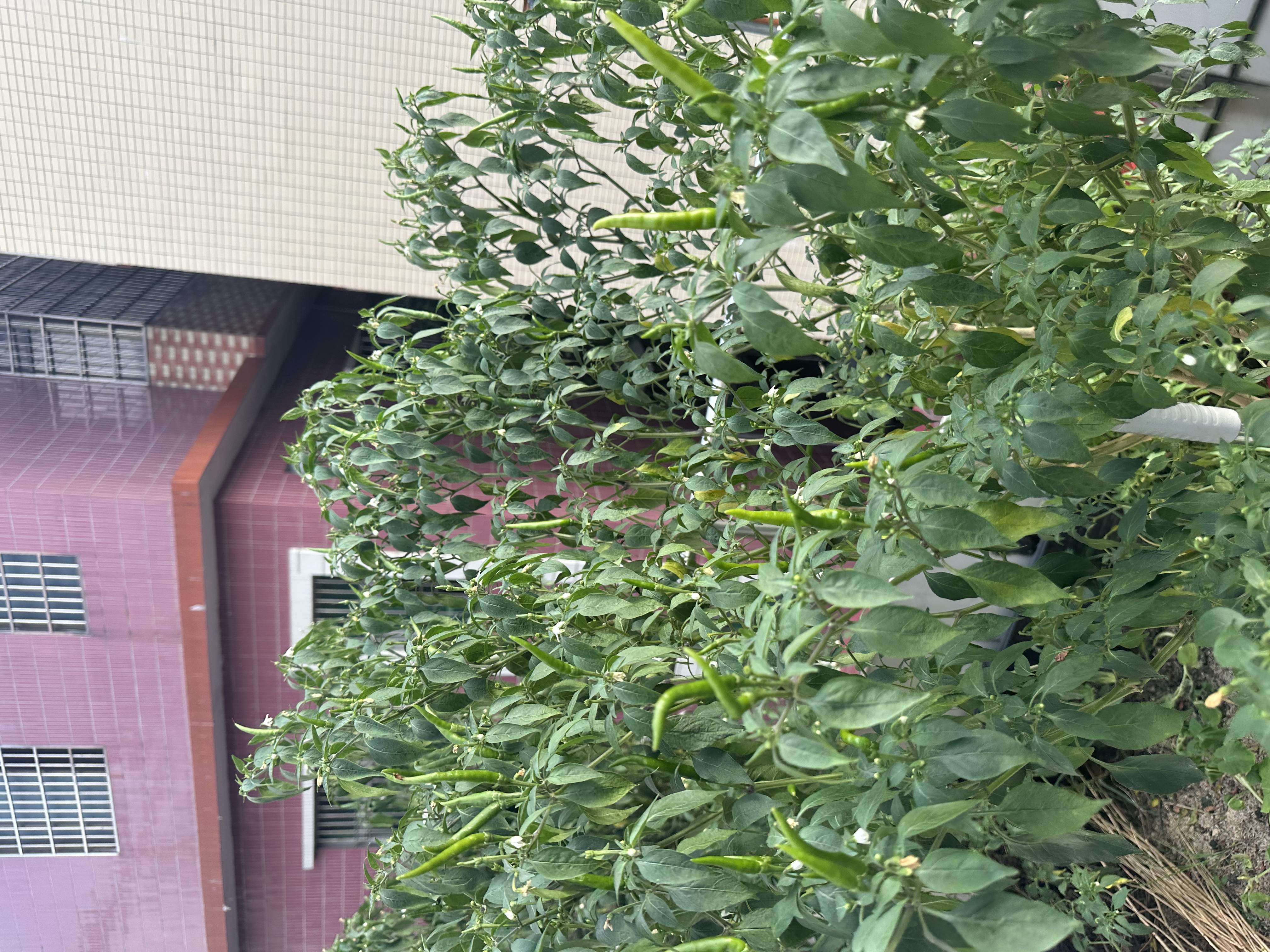 美益棵磷酸二氢钾水溶肥250g园艺花卉蔬菜瓜果绿植茁壮强根促花叶面肥 实拍图