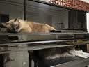 宠幸豆腐猫砂细砂快速结团除臭可溶可冲厕所猫沙猫咪用品低尘 原味豆腐猫砂2.5kg*6 实拍图