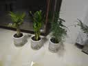 绿有意绿植盆栽多肉花卉盆栽植物室内桌面水培绿植办公室客厅植物懒人 聚财3盆】文竹+富贵竹+发财树 实拍图