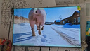 Vidda 海信电视55英寸 R55 144Hz高刷 智慧屏 4K智能 一级能效 液晶家用游戏平板电视机55V1KD-R 实拍图