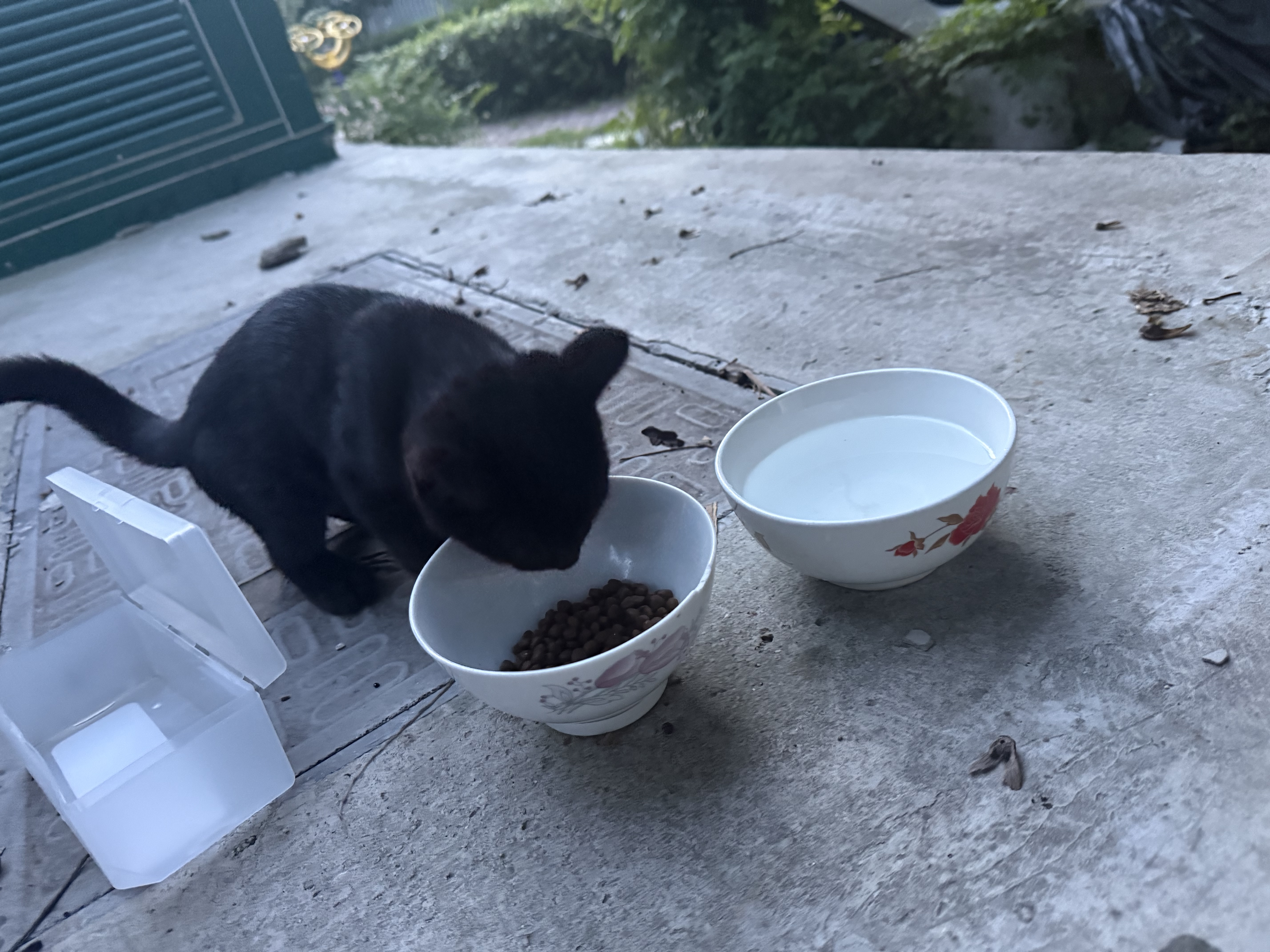 好主人（CARE） 金装猫粮2.0 无谷猫粮 全价幼猫通用 82%含肉量2.5kg/5斤 实拍图