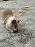 HELLOJOY狗玩具球大型犬互动圆环飞盘发声拉力环金毛边牧磨牙耐咬解闷神器 实拍图