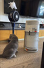 霍尼韦尔（Honeywell）宠物空气净化器吸猫毛除过敏源猫猫搭子 猫毛净化器杀菌消毒除异味KJ360F-C22W 实拍图