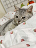 pidan混合豆腐猫砂 豆腐膨润土皮蛋猫砂除臭猫砂结团快 经典款2.4kg*4 实拍图