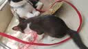 贝初众猫笼别墅折叠小猫笼子带厕所一体双层大号猫咪笼子家用适合大猫屋 白色单层50*35*40cm【幼猫适用】 铲屎官推荐【折叠免安装】/带厕所 加粗加密/真材实料 实拍图