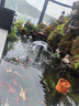 御厨坊月饼礼盒2014g 16饼2燕窝羹高端四层中秋节商务礼品御品华礼 实拍图