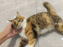 米家智能宠物饮水机2 小米猫咪宠物饮水机配件套装 四重过滤 净水软水 实拍图