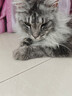 多特思猫零食猫条混合口味15g100支0添加0诱食剂防掉毛成幼猫咪鱼油罐头 实拍图