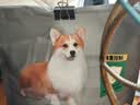 冠能狗粮体重控制绝育犬成犬狗粮全价2.5kg 高蛋白低脂肪健康减轻体重 实拍图