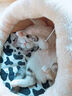 爱思得（ASCENDAR）宠物幼猫猫粮天然粮进口配方5.4kg（1.8*3） 猫咪主粮三文鱼新款 实拍图