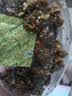 新边界琥珀核桃仁400g 新货新疆特产阿克苏185纸皮坚果仁炒货零食 实拍图
