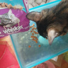 伟嘉猫粮 宠物成猫粮海洋鱼味300g单包尝鲜装 实拍图