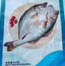 仙泉湖三去白蕉海鲈鱼1斤/条净膛刺少肉厚珠海特产500g海鲜水产生鲜食材 实拍图