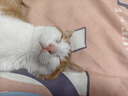 LYNN猫梳子梳毛刷去浮毛开结梳狗毛猫毛清理神器除毛器狗梳子宠物用品 实拍图